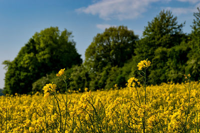 Scenic view of oilseed rape field