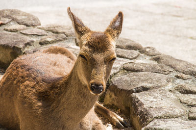 Close-up of deer