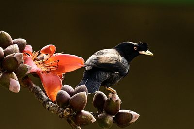 Close-up of bird perching on branch