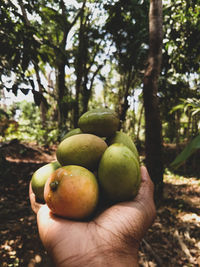 Close-up of hand holding fruits