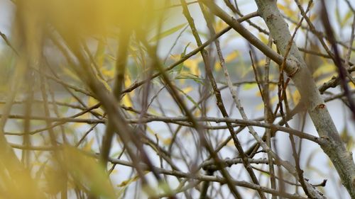 Close-up of plant growing outdoors