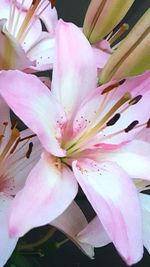 Close-up of pink flower blooming outdoors