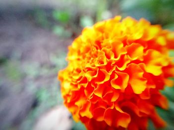 Close-up of orange flower