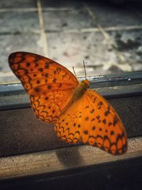 insect