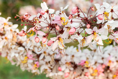 Close-up of cherry blossoms in spring