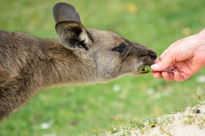 Close-up of hand holding deer