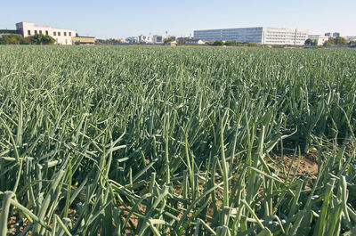 Wheat field against clear sky