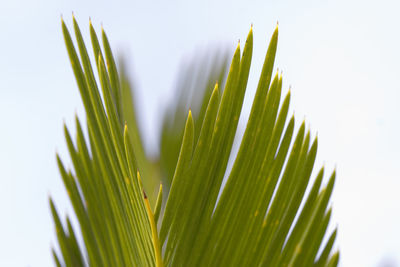 Close-up of fresh green plant