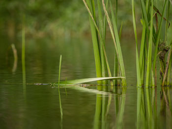 Grass in a lake