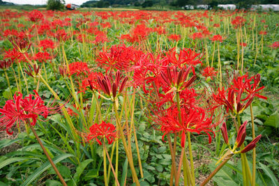 Close-up of red flowering plants on field