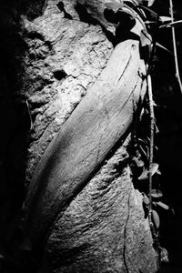 Close-up of lizard on tree trunk