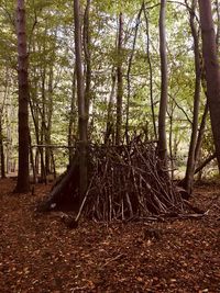 Trees in forest