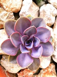 Close-up of succulent plant