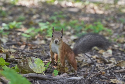 Squirrel on a field