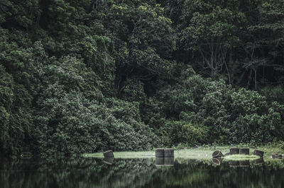 Trees on landscape