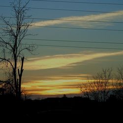 Silhouette of trees at sunset