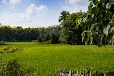 Scenic view of agricultural field against sky