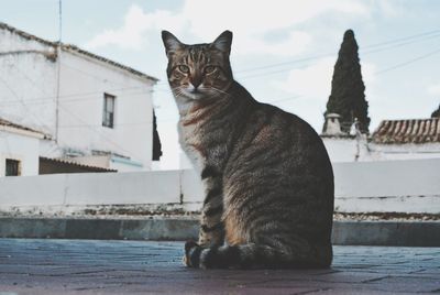 Cat looking away