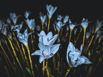 Close-up of white flowering plant on field