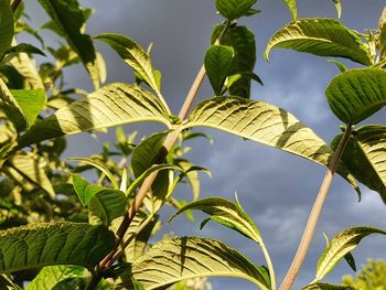 Low angle view of leaves against sky