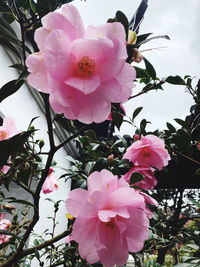 Close-up of pink cherry blossom