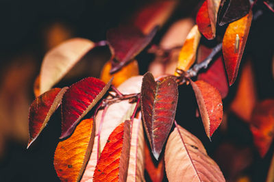 Close-up of orange leaves during autumn