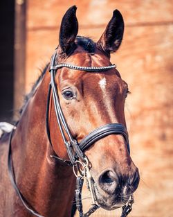 Close-up portrait of horse