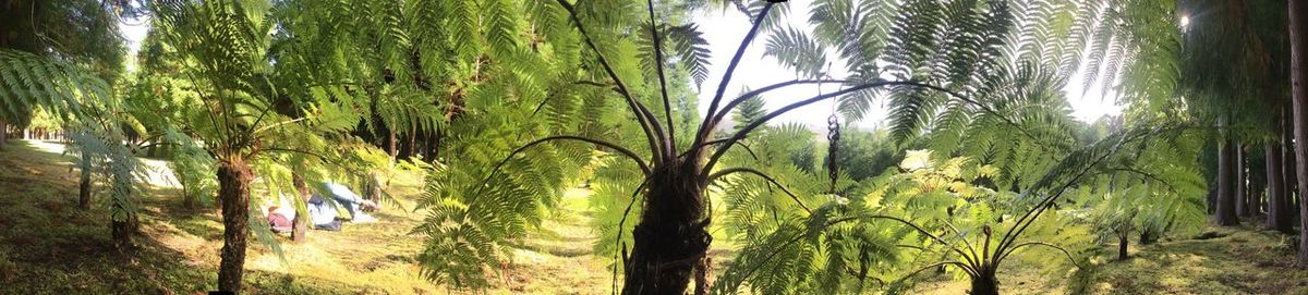 Panoramic shot of trees in the forest