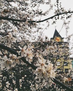 Low angle view of cherry blossom tree