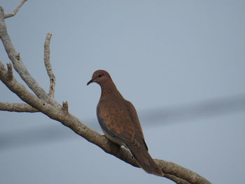 Mourning dove perching on branch against sky