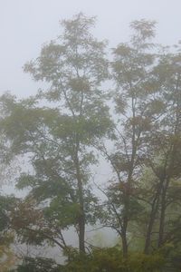 Low angle view of trees in forest