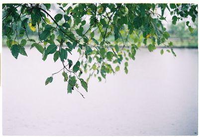 Plant growing on tree