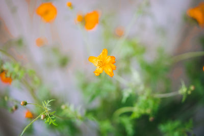 Close-up of yellow flowering plant