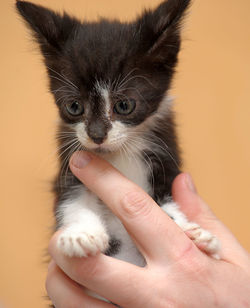 Midsection of person holding kitten