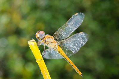 Close-up of insect on plant