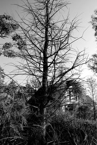 Bare trees on grassy field