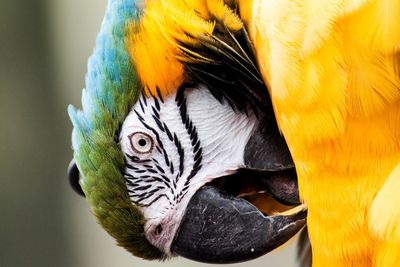 Close-up of blue-and-yellow macaw