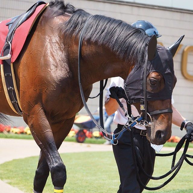 horse, animal themes, domestic animals, transportation, livestock, working animal, mode of transport, land vehicle, bridle, one animal, mammal, focus on foreground, riding, bicycle, herbivorous, close-up, two animals, outdoors, day, part of