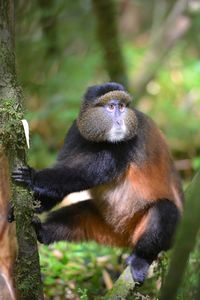 Monkey sitting on land in forest