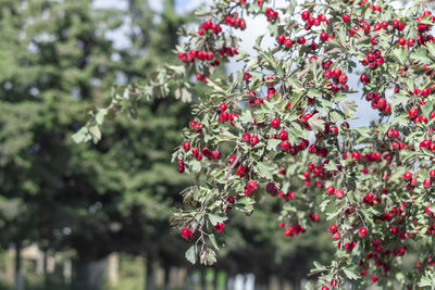 Close-up of red flowering plant against trees