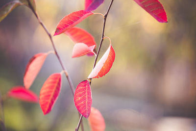 Close-up of red flowering plant