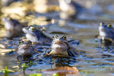 Close-up of ducks swimming in lake