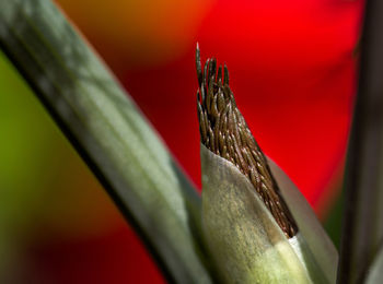 Close-up of red rose