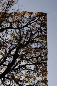 Low angle view of tree against clear sky