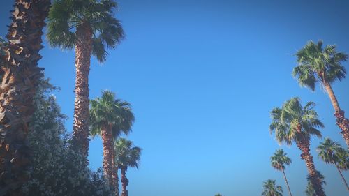 Low angle view of palm trees against clear blue sky