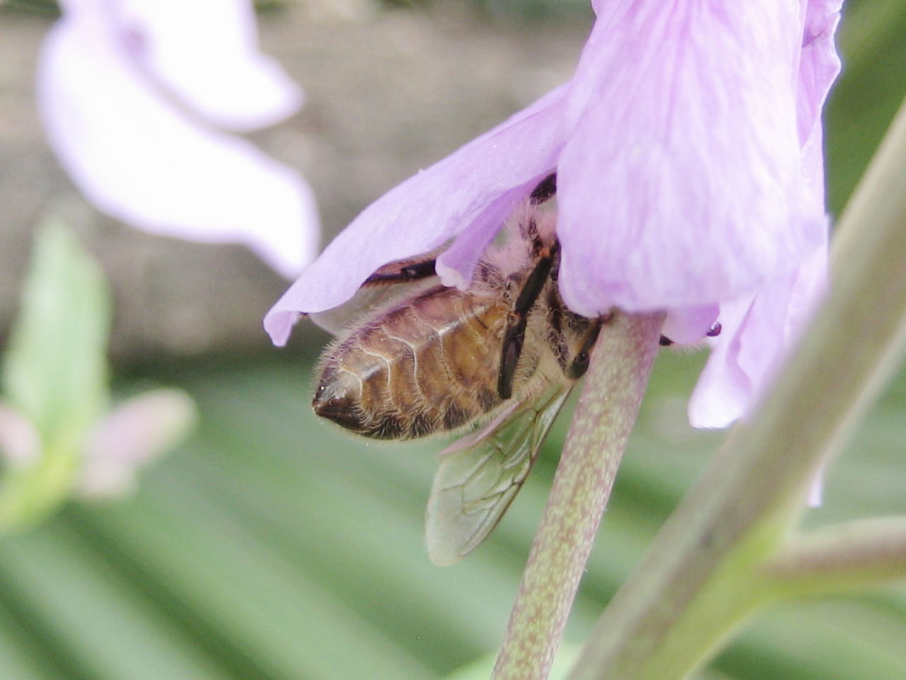 Nectar robbing