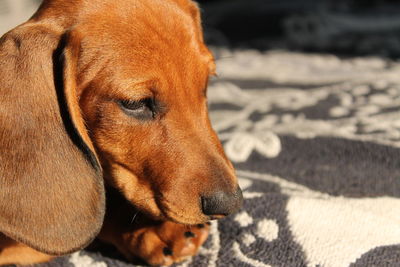 Close-up of dachshund on carpet