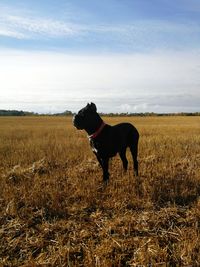Dog standing in a field