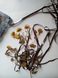 High angle view of wilted plant and cassette on gray background