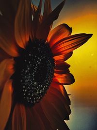 Extreme close-up of orange flower